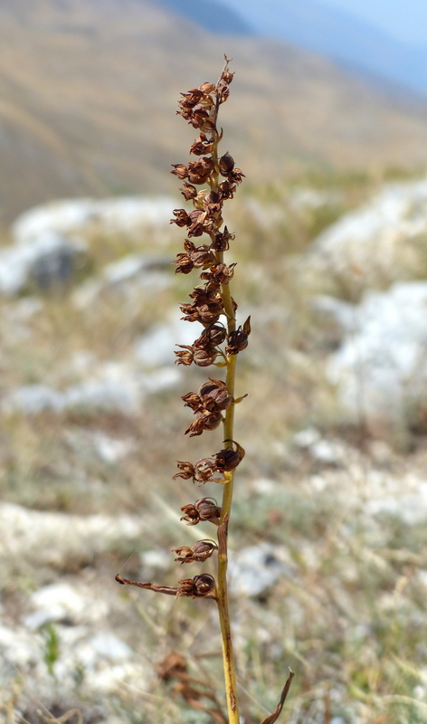 Epipactis da classificare: Campo Imperatore (AQ) luglio 2023.